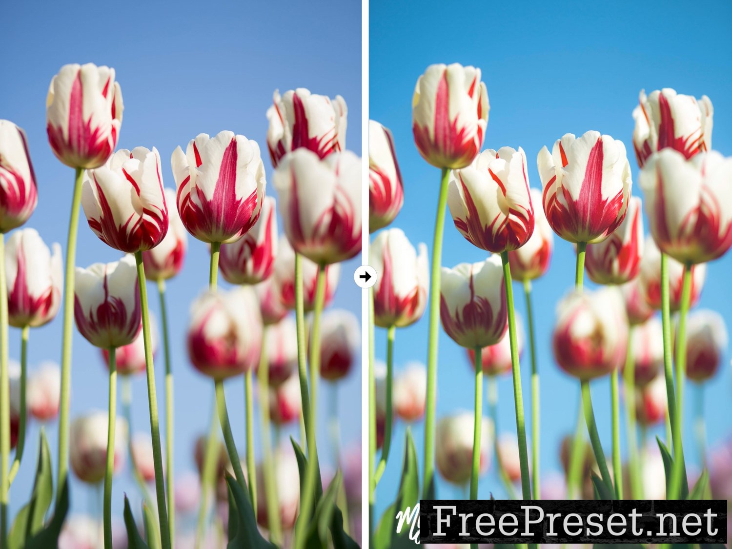 9 Nature Lightroom Presets 1136481