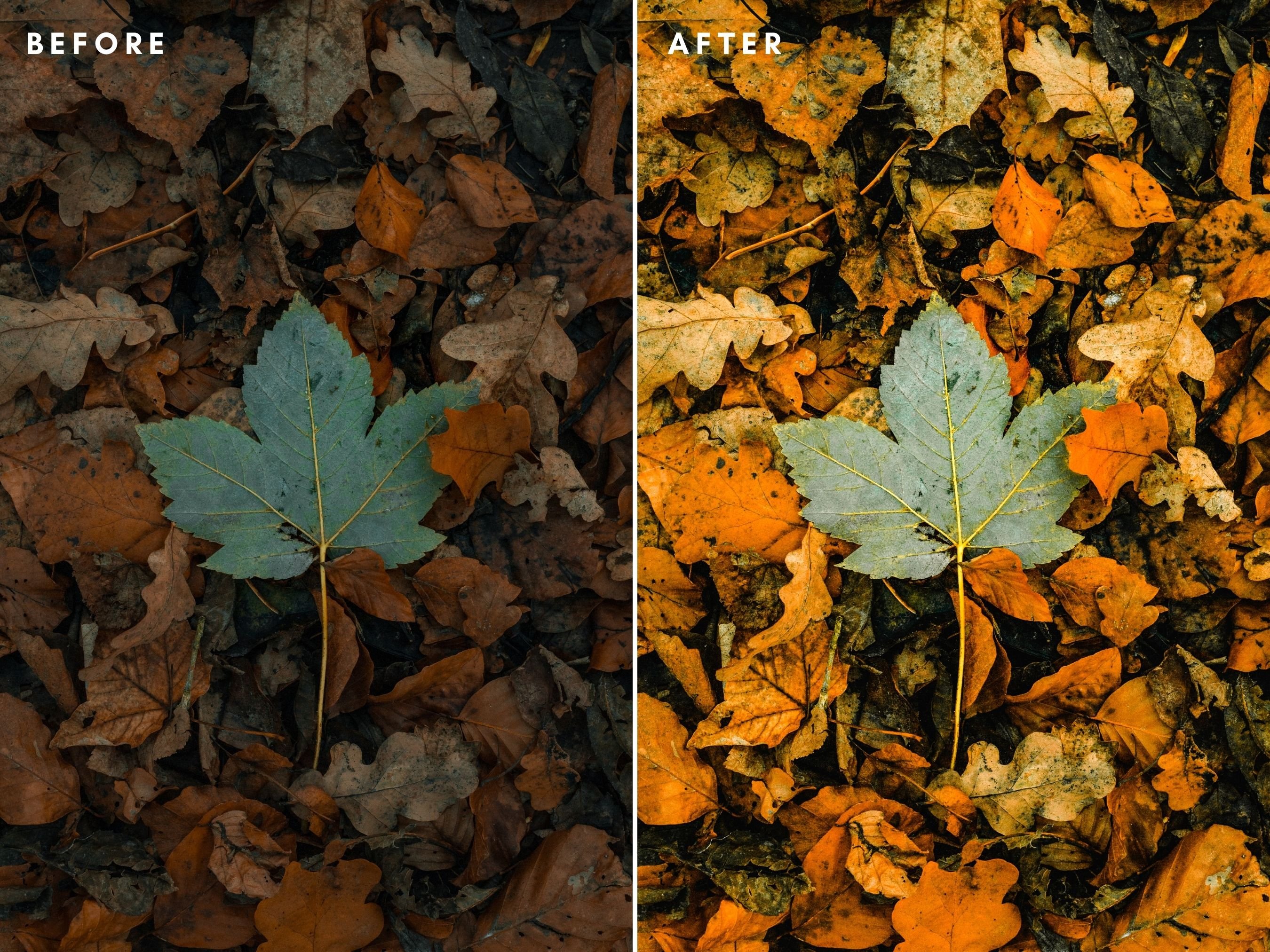 Autumn Lightroom Presets 6457343