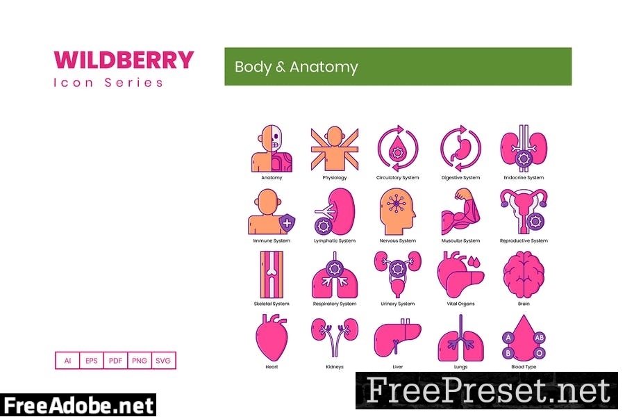 80 Body & Anatomy Line Icons U9T4867